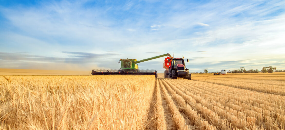 Harvesting machine cutting wheat on a farm